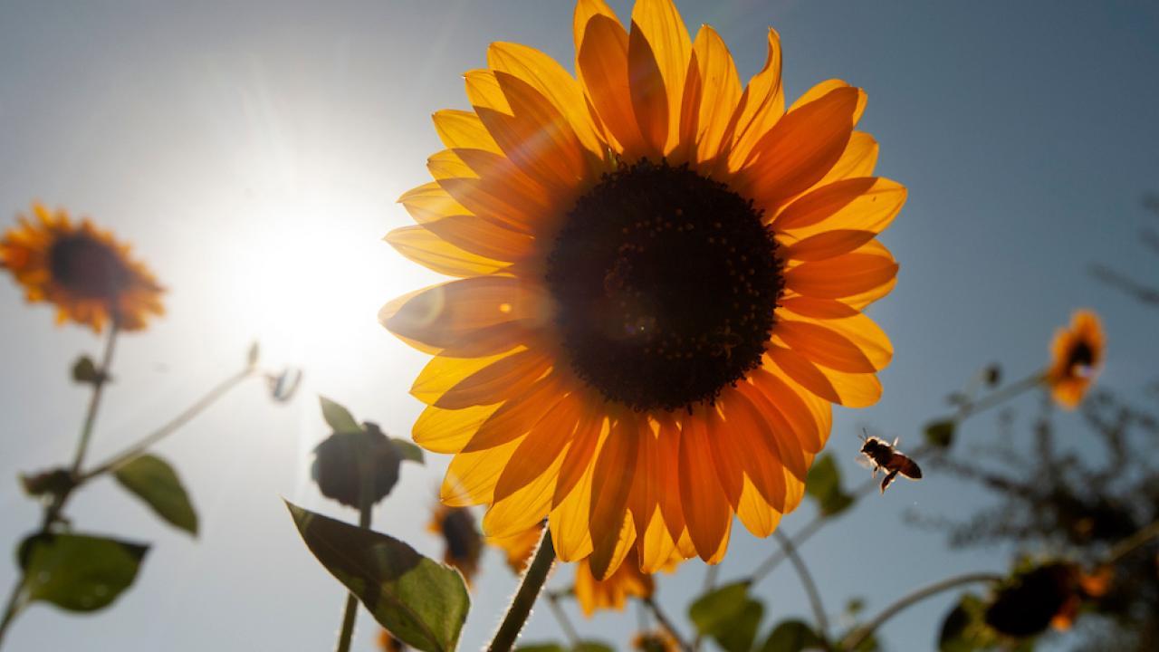 sunflower